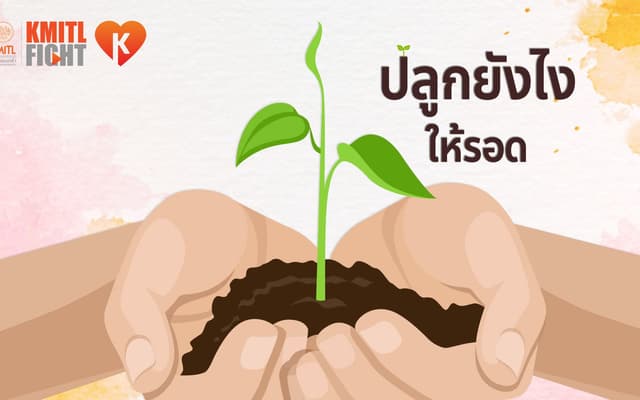 The Houseplant Survival Care